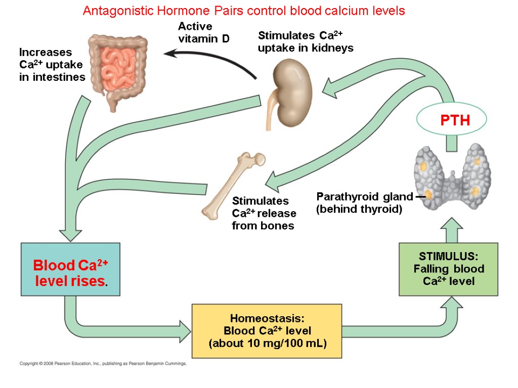 Antagonistic Hormone Pairs control blood calcium levels PTH Parathyroid gland (behind thyroid) STIMULUS: Falling